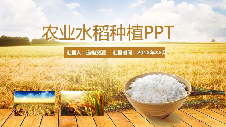 Agricultural rice rice grain harvest PPT template