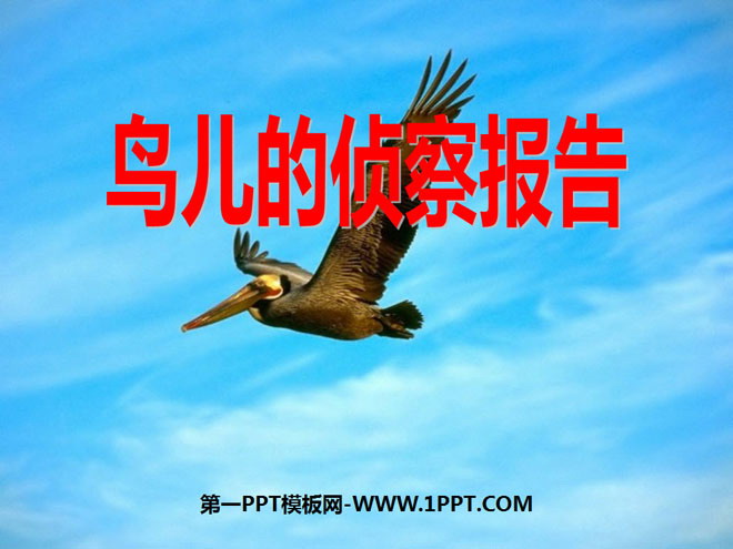 《鳥兒的偵察報告》PPT課件3