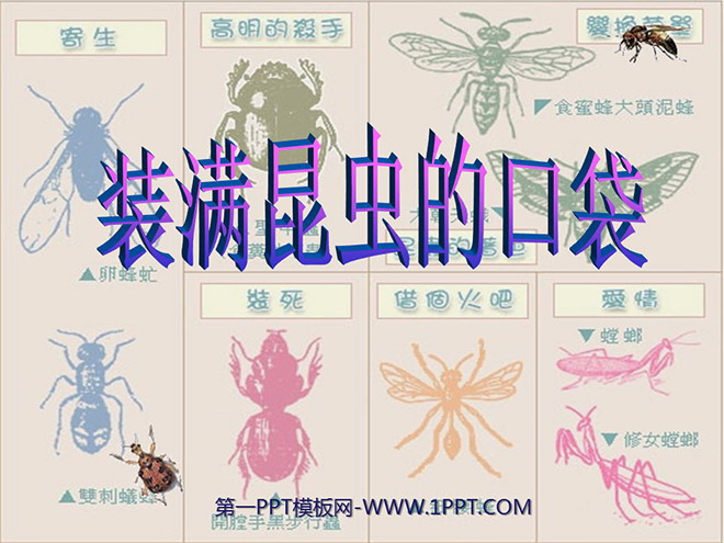"Pocket Full of Insects" PPT Courseware 2
