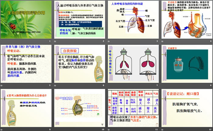 《生物的呼吸和呼吸作用》PPT（2）