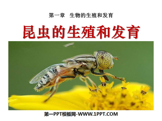 "Reproduction and Development of Insects" Reproduction and Development of Biological Organisms PPT Courseware 2