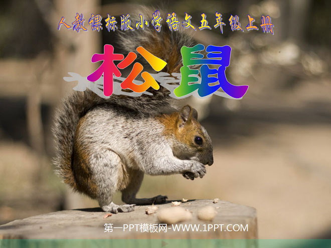 "Squirrel" PPT courseware download 2