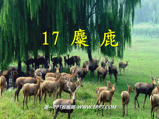 《麋鹿》PPT课件4
(1)