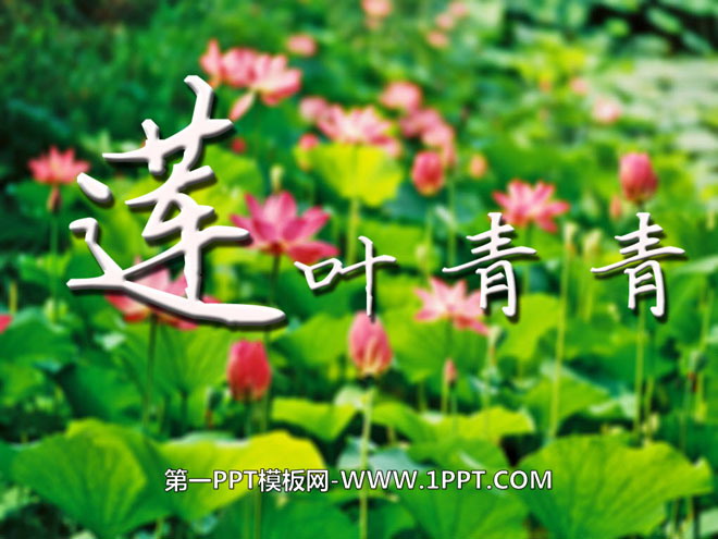 "Green Lotus Leaves" PPT courseware
