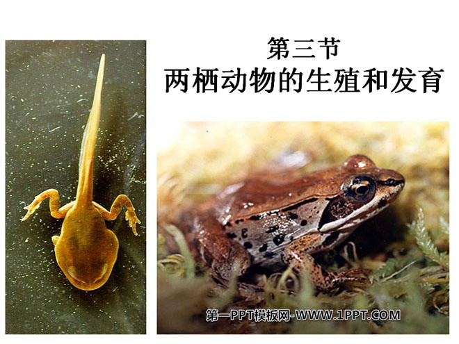 "Reproduction and Development of Amphibians" Reproduction and Development of Biological PPT Courseware