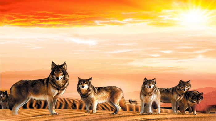 Desert wolves PPT background picture