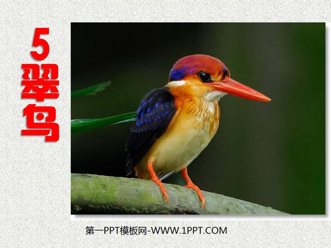 "Kingfisher" PPT courseware 5