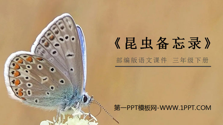 《昆蟲備忘錄》PPT課程免費下載