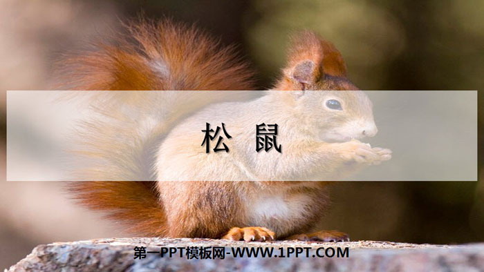 "Squirrel" PPT excellent courseware download