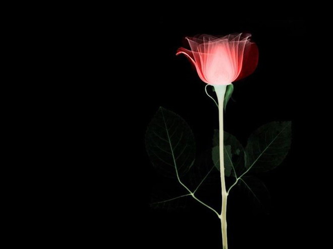 Roses in the night PPT background picture