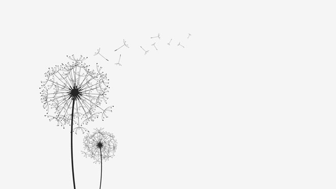 Three beautiful dandelion silhouette slideshow background images