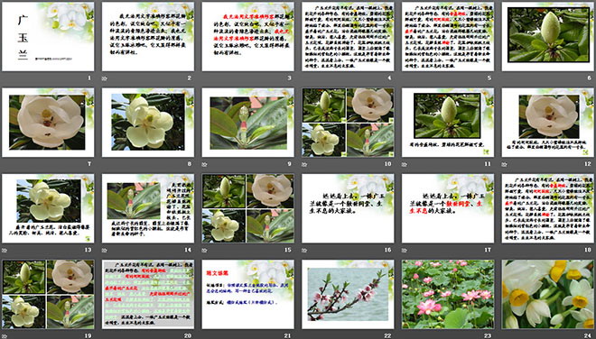 《广玉兰》PPT课件4（2）