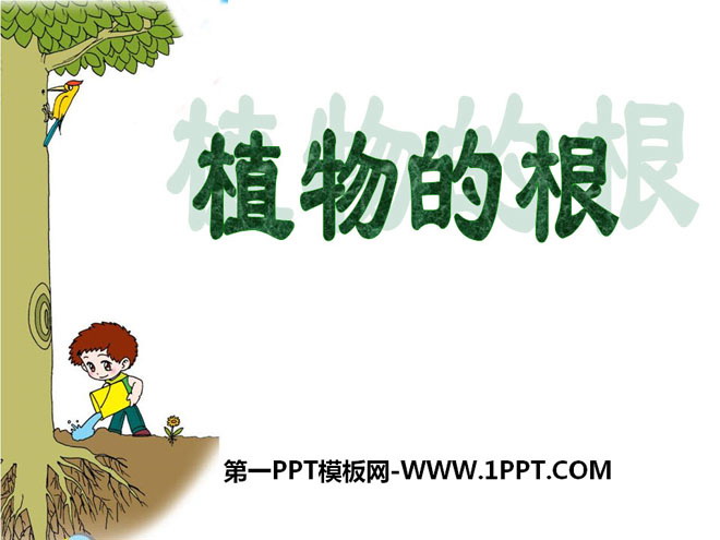 "Roots of Plants" PPT courseware