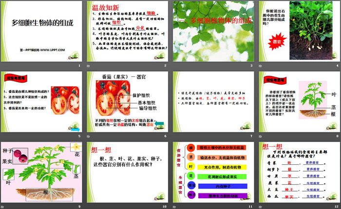 《多细胞生物体的组成》PPT课件（2）