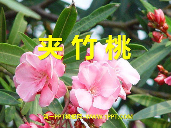 "Oleander" PPT courseware 5