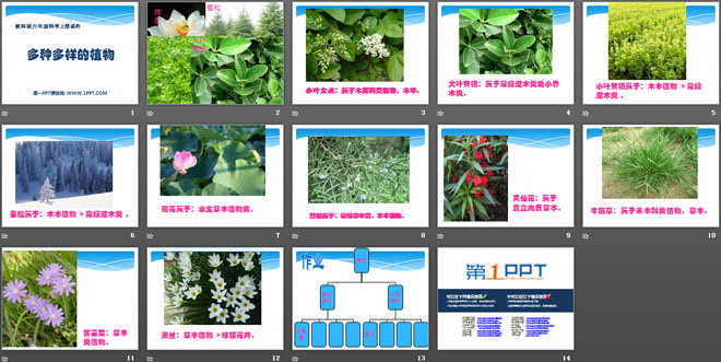 《多种多样的植物》生物的多样性PPT课件（2）