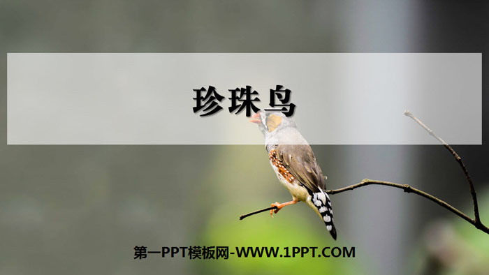 "Pearl Bird" PPT quality courseware download