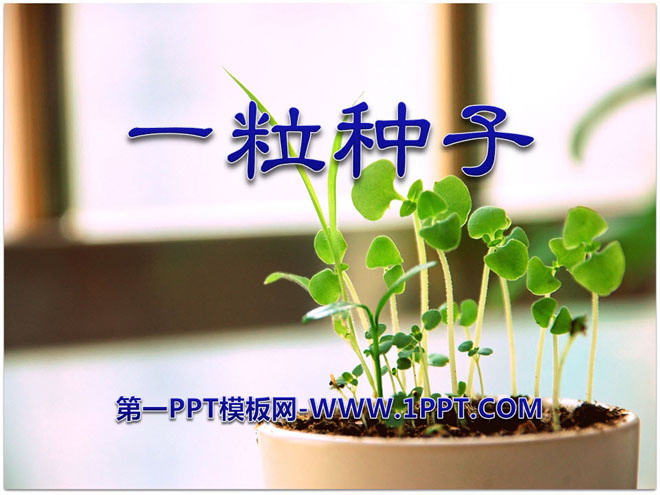 "A Seed" PPT courseware 4
