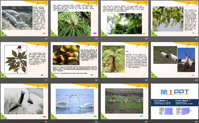 《珍稀动植物》PPT（3）