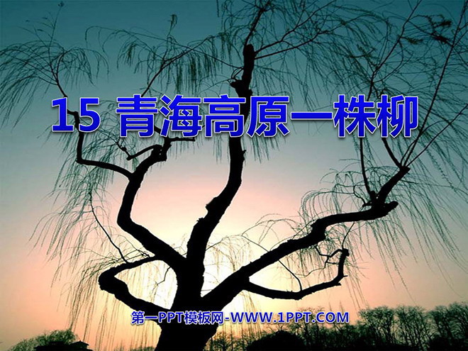 《青海高原一株柳》PPT课件2
(1)