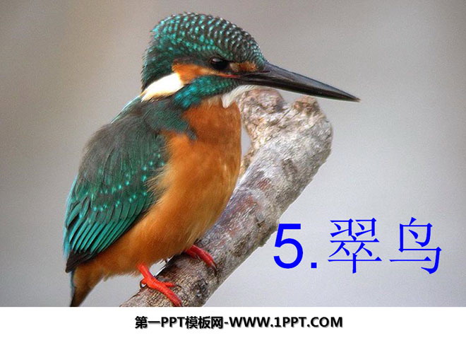 "Kingfisher" PPT courseware 3
