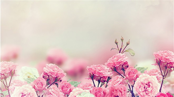 粉色薔薇花幻燈片背景圖片