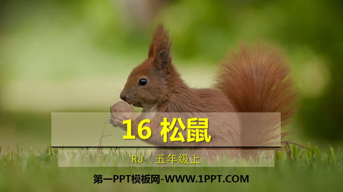 "Squirrel" PPT quality courseware