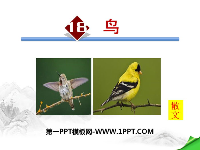 "Bird" PPT courseware download