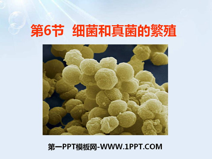《细菌和真菌的繁殖》PPT