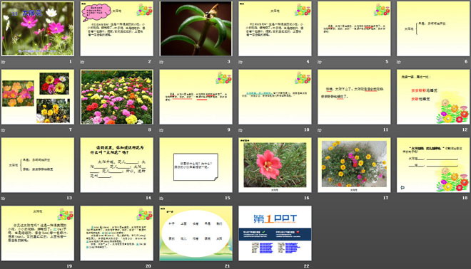 《太阳花》PPT课件2
（2）