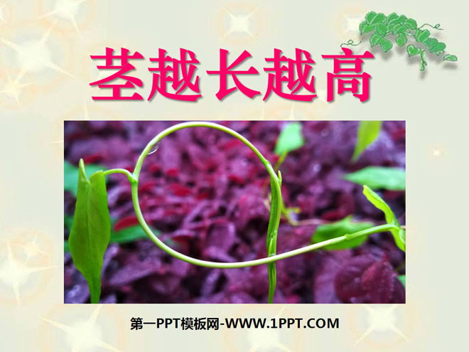 《莖越長越高》植物的生長變化PPT課件3