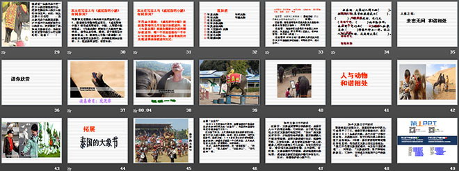 《与象共舞》PPT课件3（3）