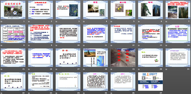 《石缝间的生命》PPT课件5
（2）