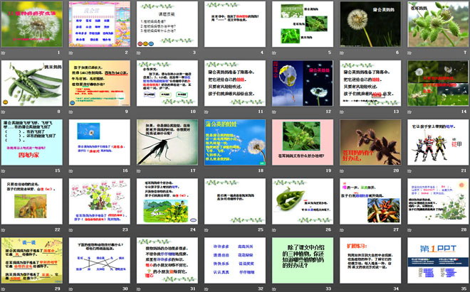 《植物妈妈有办法》PPT课件7
（2）