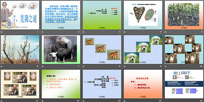 《克隆之谜》PPT课件2
(2)