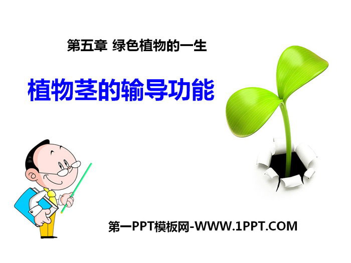 "Conducting Function of Plant Stems" PPT