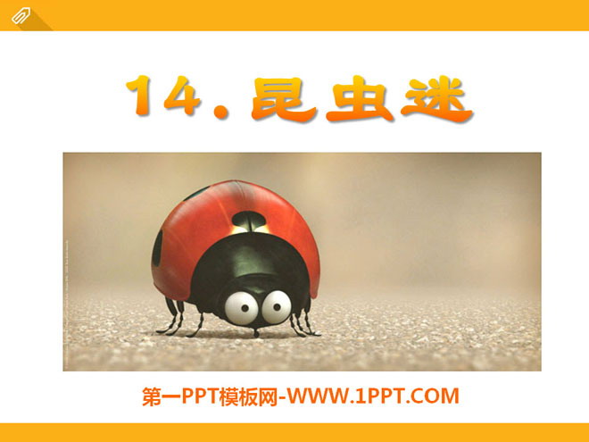 "Insect Fans" PPT courseware