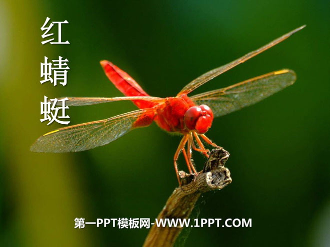 "Red Dragonfly" PPT courseware