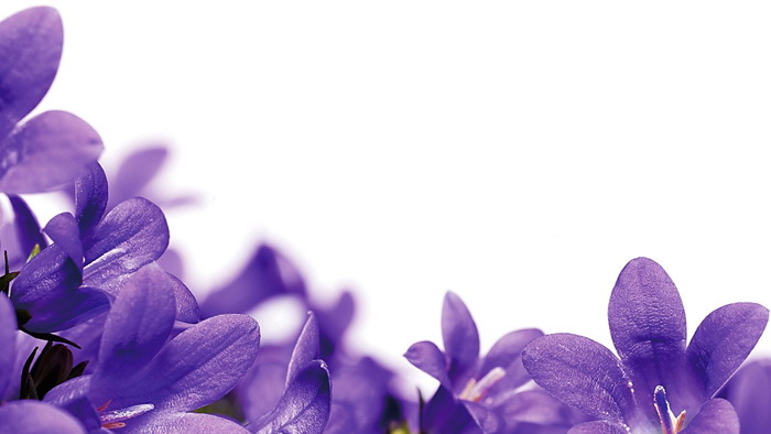 Purple flower PPT background picture
