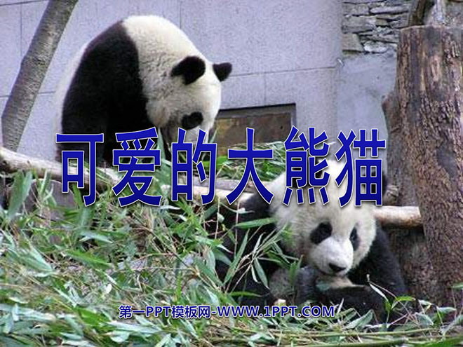 "Cute Giant Panda" PPT courseware 3