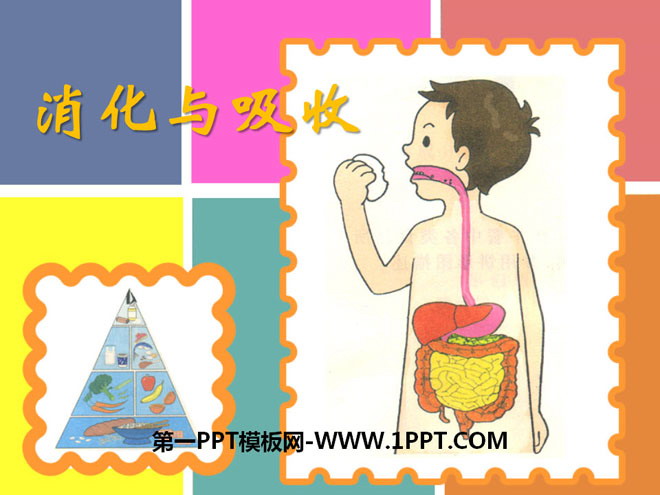 "Digestion and Absorption" PPT courseware