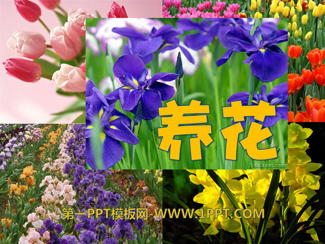 "Growing Flowers" PPT Courseware 11