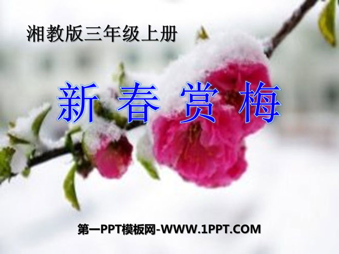 《新春赏梅》PPT课件2
