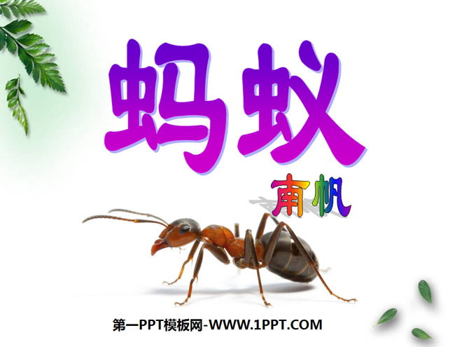 "Ants" PPT courseware 4