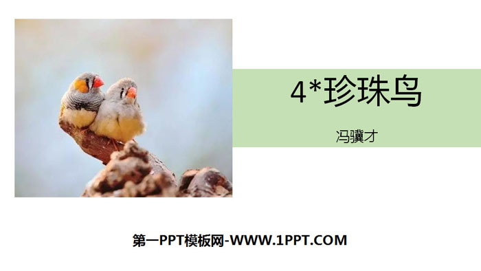 "Pearl Bird" PPT quality courseware