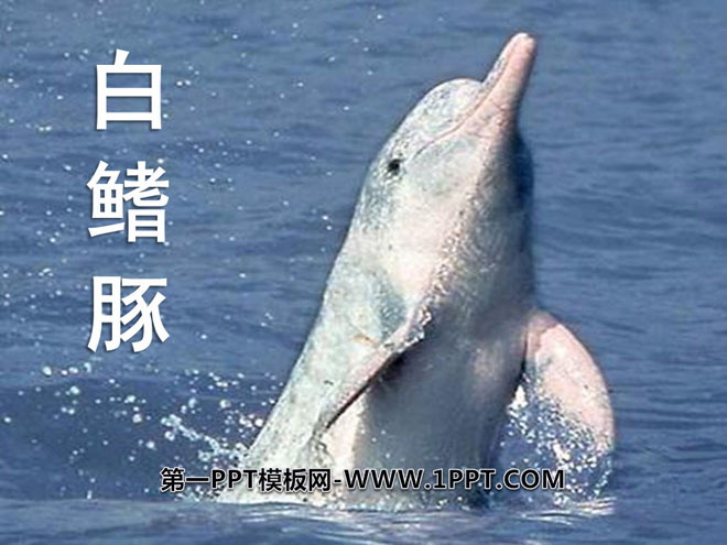 "Baiji Dolphin" PPT courseware 2