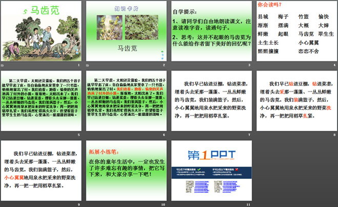 《马齿苋》PPT课件2
（2）