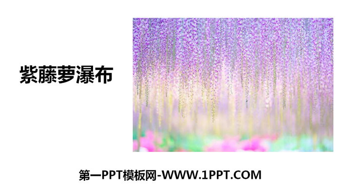 《紫藤蘿瀑布》PPT免費下載