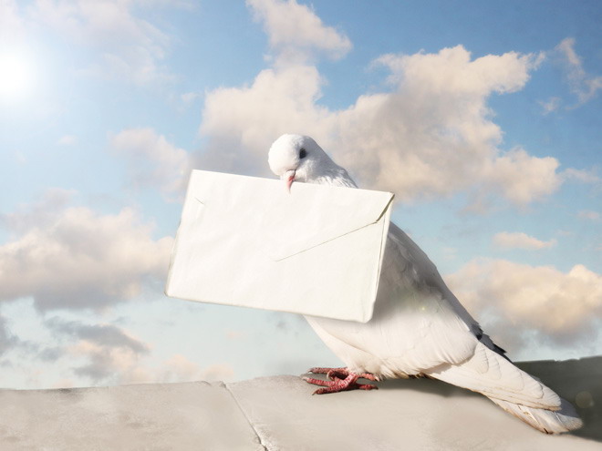 White pigeon with an envelope in its mouth PPT background picture