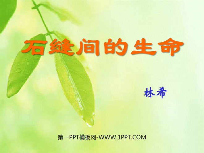 《石缝间的生命》PPT课件2
